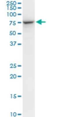 Western Blot: STI1 Antibody (1C6) [H00010963-M06] - Analysis of STIP1 expression in NIH/3T3.