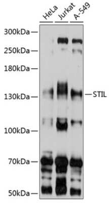 Western Blot: STIL Antibody [NBP2-93458] - Analysis of extracts of various cell lines, using STIL at 1:1000 dilution. Secondary antibody: HRP Goat Anti-Rabbit IgG (H+L) at 1:10000 dilution. Lysates/proteins: 25ug per lane. Blocking buffer: 3% nonfat dry milk in TBST. Detection: ECL Basic Kit . Exposure time: 10s.