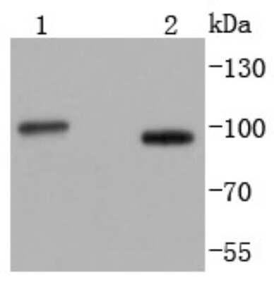 Western Blot: STIM1 Antibody (SD0814) [NBP2-67784] - Analysis of STIM1 on different lysates using anti-STIM1 antibody at 1/1,000 dilution. Positive control: Lane 1: K562 Lane 2: HepG2