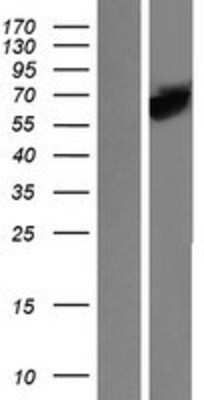 Western Blot STI1 Overexpression Lysate