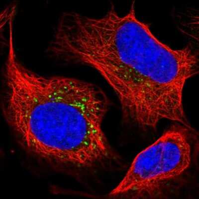 Immunocytochemistry/ Immunofluorescence STK11IP Antibody - BSA Free