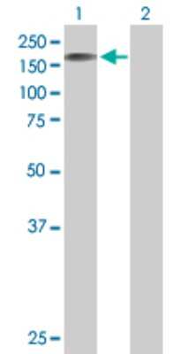Western Blot: STK11IP Antibody [H00114790-B01P] - Analysis of STK11IP expression in transfected 293T cell line by STK11IP polyclonal antibody.  Lane 1: STK11IP transfected lysate(120.89 KDa). Lane 2: Non-transfected lysate.