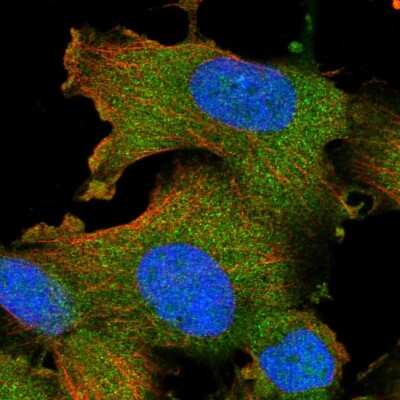 Immunocytochemistry/ Immunofluorescence STK16 Antibody - BSA Free