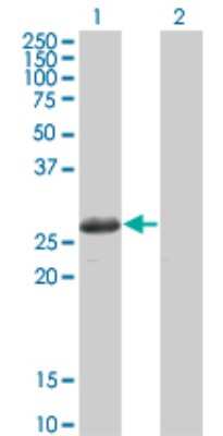 Western Blot: STK22C Antibody (3G8) [H00081629-M02] - Analysis of TSSK3 expression in transfected 293T cell line by TSSK3 monoclonal antibody (M02), clone 3G8.Lane 1: TSSK3 transfected lysate(30.102 KDa).Lane 2: Non-transfected lysate.