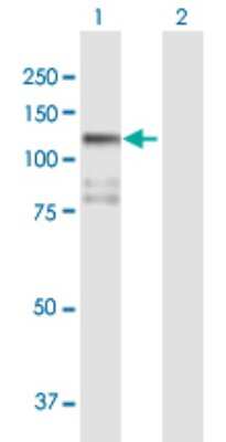 Western Blot: STK31 Antibody [H00056164-B01P] - Analysis of STK31 expression in transfected 293T cell line by STK31 polyclonal antibody.  Lane 1: STK31 transfected lysate(112.09 KDa). Lane 2: Non-transfected lysate.