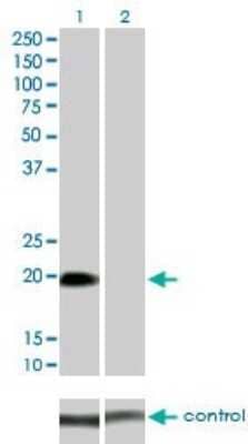 Western Blot STK32A Antibody (3E8-1D3) - Azide and BSA Free