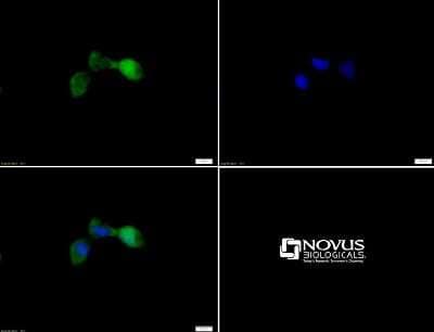 Immunocytochemistry/Immunofluorescence: STK33 Antibody [NBP1-54156] - ICC staining of STK33 in HEK293 cells with FITC (green). Nuclei were counterstained with Dapi (blue).