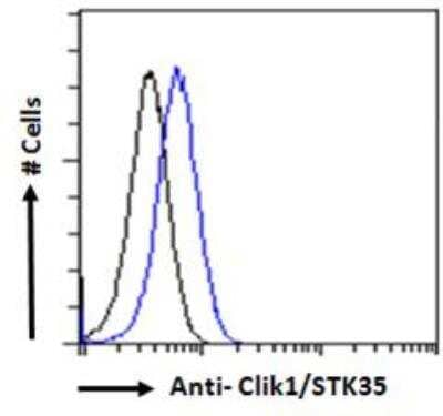 Flow Cytometry: STK35 Antibody [NB100-1393] - Analysis of paraformaldehyde fixed HEK293 cells (blue line), permeabilized with 0.5% Triton. Primary incubation 1hr (10 ug/mL) followed by Alexa Fluor 488 secondary antibody (1 ug/mL). IgG control: Unimmunized goat IgG (black line) followed by Alexa Fluor 488 secondary antibody.