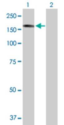 Western Blot: STK36 Antibody [H00027148-B01P] - Analysis of STK36 expression in transfected 293T cell line by STK36 polyclonal antibody.  Lane 1: STK36 transfected lysate(144.65 KDa). Lane 2: Non-transfected lysate.