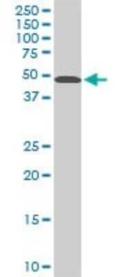 Western Blot: STK38 Antibody (2F3) [H00011329-M04] - Analysis of STK38 expression in Raw 264.7 (Cat # L024V1).