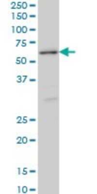 Western Blot: STK38 Antibody (2F6) [H00011329-M11] - Analysis of STK38 expression in Hela S3 NE (Cat # L013V3).