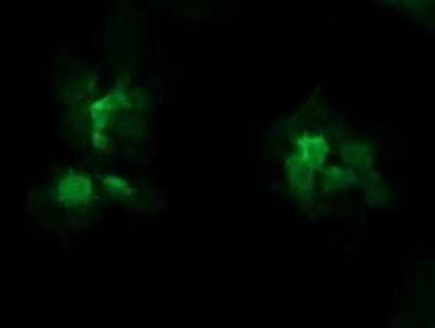 Immunocytochemistry/Immunofluorescence: STK38L Antibody (OTI4D8) - Azide and BSA Free [NBP2-74403] - Analysis of COS7 cells transiently transfected by pCMV6-ENTRY STK38L.