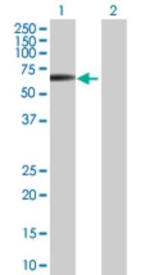 Western Blot: STK38L Antibody [H00023012-B01P] - Analysis of STK38L expression in transfected 293T cell line by STK38L polyclonal antibody.  Lane 1: STK38L transfected lysate(51.04 KDa). Lane 2: Non-transfected lysate.