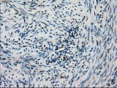 Immunohistochemistry: STK39 Antibody (OTI4E3) - Azide and BSA Free [NBP2-74406] - Staining of paraffin-embedded Human endometrium tissue using anti-STK39 mouse monoclonal antibody.