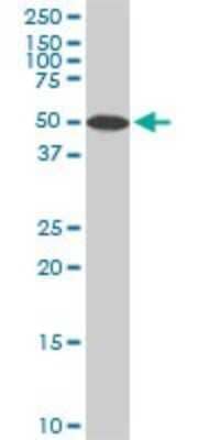 Western Blot: STK4 Antibody (4F4) [H00006789-M02] - STK4 monoclonal antibody (M02), clone 4F4. Analysis of STK4 expression in Raw 264.7.