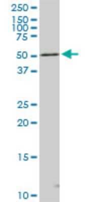 Western Blot: STK4 Antibody (4F4) [H00006789-M02] - STK4 monoclonal antibody (M02), clone 4F4. Analysis of STK4 expression in NIH/3T3.