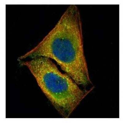 Immunocytochemistry/Immunofluorescence: STK4 Antibody [NBP1-31233] - Paraformaldehyde-fixed U2OS, using STK4 antibody (Green) at 1:500 dilution. Alpha-tubulin filaments were labeled with an alpha Tubulin antibody (Red) at 1:2000.