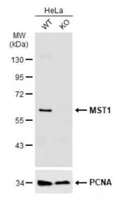 <b>Genetic Strategies Validation. </b>Knockout Validated: STK4 Antibody [NBP1-31233] - Wild-type (WT) and MST1 knockout (KO) HeLa cell extracts (30 ug) were separated by 10% SDS-PAGE, and the membrane was blotted with STK4 antibody diluted at 1:500. HRP-conjugated anti-rabbit IgG antibody was used to detect the primary antibody.