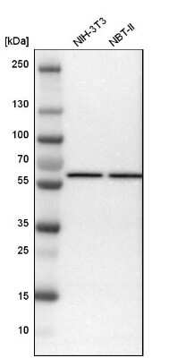 Western Blot: STK4 Antibody [NBP1-82865] - Analysis in mouse cell line NIH-3T3 and rat cell line NBT-II.