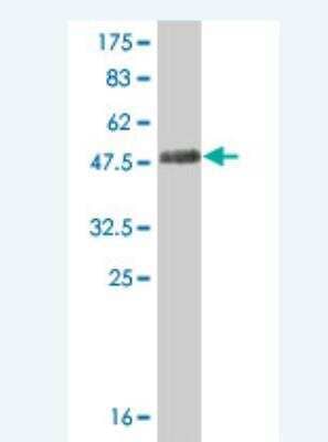 Western Blot: STMN3 Antibody (1F2) [H00050861-M01A] - Detection against Immunogen (45.54 KDa) .