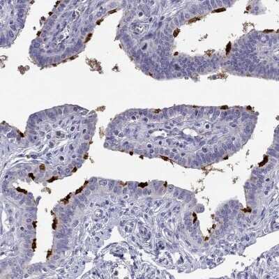 Immunohistochemistry-Paraffin: STOML3 Antibody [NBP2-62610] - Staining of human fallopian tube shows high expression.