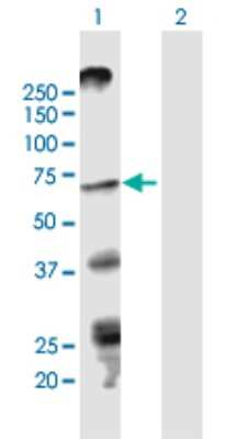 Western Blot: STRA6 Antibody [H00064220-B01P] - Analysis of STRA6 expression in transfected 293T cell line by STRA6 polyclonal antibody.  Lane 1: STRA6 transfected lysate(73.37 KDa). Lane 2: Non-transfected lysate.