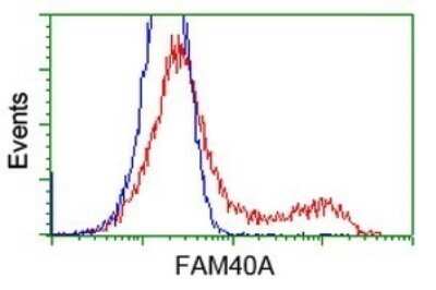 Flow Cytometry: STRIP1 Antibody (OTI7B8) - Azide and BSA Free [NBP2-74408] - Analysis of HEK293T cells transfected with either overexpress plasmid(Red) or empty vector control plasmid(Blue) were immunostaining by FAM40A antibody.