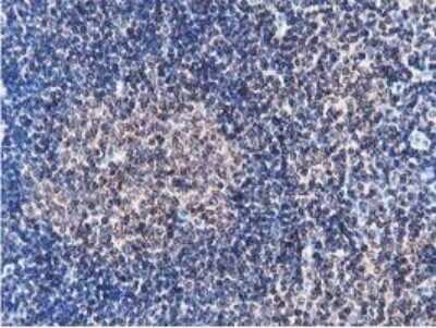 Immunohistochemistry: STRIP1 Antibody (OTI7B8) - Azide and BSA Free [NBP2-74408] - Analysis of Human lymph node tissue.
