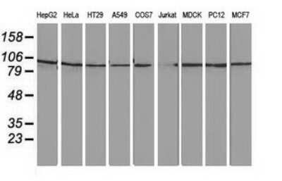 Western Blot: STRIP1 Antibody (OTI7B8) - Azide and BSA Free [NBP2-74408] - Analysis of extracts (35ug) from 9 different cell lines.