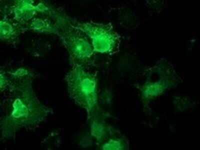 Immunocytochemistry/Immunofluorescence: STRIP1 Antibody (OTI7B8) [NBP2-45715] - Analysis  of COS7 cells transiently transfected by pCMV6-ENTRY STRIP1.