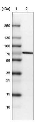 Western Blot: STRIP1 Antibody [NBP2-32528] - Lane 1: Marker  [kDa] 250, 130, 100, 70, 55, 35, 25, 15, 10.  Lane 2: HEK 293