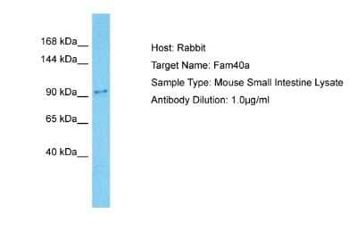 Western Blot: STRIP1 Antibody [NBP2-88374] - Host: Rabbit. Target Name: FAM40A. Sample Tissue: Mouse Small Intestine lysates. Antibody Dilution: 1ug/ml