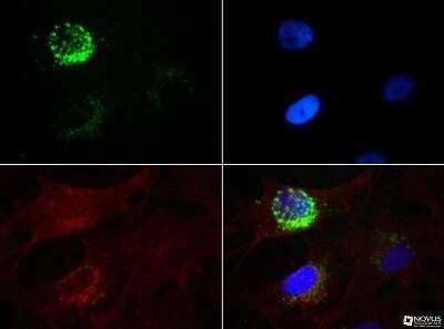 Immunocytochemistry/Immunofluorescence: STRO-1 Antibody (STRO-1) - Azide and BSA Free [NBP2-80966] - Antibody was tested at 1:50 in MG-63 cells with FITC (green). Nuclei and actin were counterstained with DAPI (blue) and Phalloidin (red). Image from the standard format of this antibody.