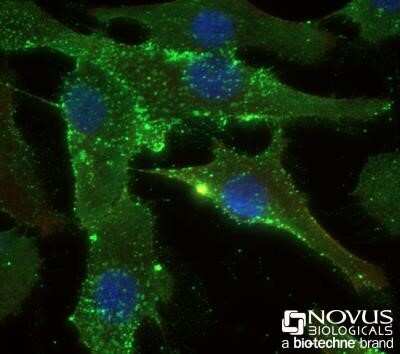 Immunocytochemistry/Immunofluorescence: STRO-1 Antibody (STRO-1) - Azide and BSA Free [NBP2-80966] - MG-63 cells were fixed for 10 minutes using 10% formalin and then permeabilized for 5 minutes using 1X PBS + 0.05% Triton X-100. The cells were incubated with anti-STRO-1 (STRO-1) at 5 ug/ml overnight at 4C and detected with an anti-mouse DyLight 488 (Green) at a 1:500 dilution. Actin was detected with Phalloidin 568 (Red) at a 1:200 dilution. Nuclei were counterstained with DAPI (Blue). Cells were imaged using a 40X objective. Image from the standard format of this antibody.