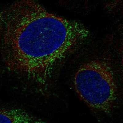 Immunocytochemistry/Immunofluorescence: STX11 Antibody [NBP2-56312] - Staining of human cell line U-2 OS shows localization to mitochondria. Antibody staining is shown in green.