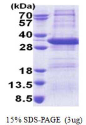 SDS-Page: STX17 Protein [NBP2-22842]