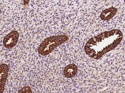 Immunohistochemistry-Paraffin: STX18 Antibody [NBP2-98545] - Staining of human STX18 in human corpus uteri with rabbit polyclonal antibody at 1:500 dilution. 