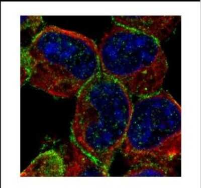 Immunocytochemistry/Immunofluorescence: STXBP1 Antibody [NBP2-20526] - Confocal immunofluorescence analysis of methanol-fixed A431, using STXBP1 antibody (Green) at 1:500 dilution. Alpha-tubulin filaments are labeled with Alpha-tubulin antibody (Red) at 1:2000.