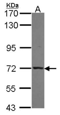 Western Blot: Syntaxin-BP1 Antibody [NBP2-20525] - Sample (30 ug of whole cell lysate) A: A431 7. 5% SDS PAGE gel, diluted at 1:1000.