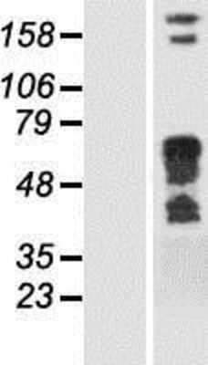 Western Blot Syntaxin-BP1 Overexpression Lysate