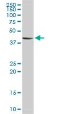 Western Blot: STYK1 Antibody [H00055359-D01P] - Analysis of STYK1 expression in Jurkat.
