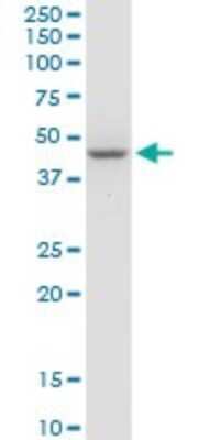 Western Blot: STYK1 Antibody [H00055359-D01P] - Analysis of STYK1 expression in human liver.