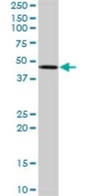 Western Blot: STYK1 Antibody [H00055359-D01P] - Analysis of STYK1 expression in mouse kidney.