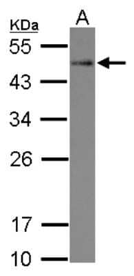 Western Blot: STYXL1 Antibody [NBP2-20528] - Sample (30 ug of whole cell lysate) A: A549 12% SDS PAGE gel, diluted at 1:500.