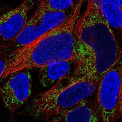 Immunocytochemistry/Immunofluorescence: SUCLA2 Antibody [NBP2-56491] - Staining of human cell line HEK 293 shows localization to mitochondria.