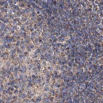 Immunohistochemistry-Paraffin: SUCLA2 Antibody [NBP1-85860] - Staining of human lymph node.