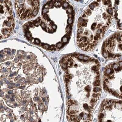 Immunohistochemistry-Paraffin: SUCLA2 Antibody [NBP2-55488] - Staining of human kidney.