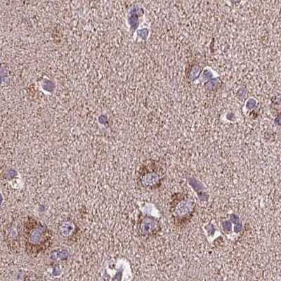 Immunohistochemistry-Paraffin: SUCLA2 Antibody [NBP2-56491] - Staining of human cerebral cortex.