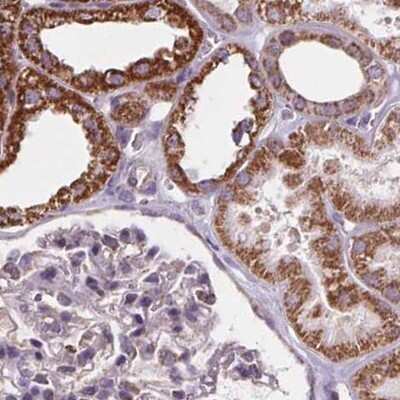 Immunohistochemistry-Paraffin: SUCLA2 Antibody [NBP2-56491] - Staining of human kidney.