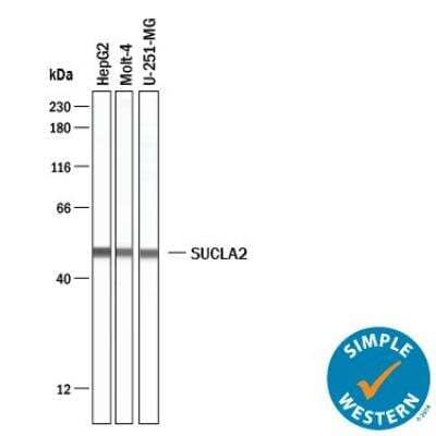 Simple Western: SUCLA2 Antibody [NBP2-55488] - Simple Western Lane view shows HepG2, Molt-4, U-251-MG whole cell lysate (WCL). A specific band was detected for SUCLA2 antibody (NBP2-55488) at approximately 50 kDa (as indicated) using 25 ug/mL of SUCLA2 antibody. This experiment was conducted under reducing conditions.